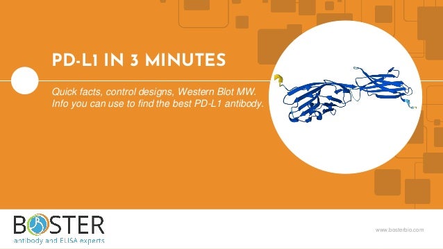 www.bosterbio.com
PD-L1 IN 3 MINUTES
Quick facts, control designs, Western Blot MW.
Info you can use to find the best PD-L1 antibody.
 