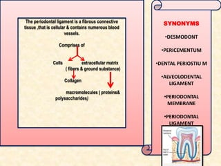 The periodontal ligament is a fibrous connective
tissue ,that is cellular & contains numerous blood
vessels.
Comprises of
Cells extracellular matrix
( fibers & ground substance)
Collagen
macromolecules ( proteins&
polysaccharides)
SYNONYMS
•DESMODONT
•PERICEMENTUM
•DENTAL PERIOSTIU M
•ALVEOLODENTAL
LIGAMENT
•PERIODONTAL
MEMBRANE
•PERIODONTAL
LIGAMENT
 
