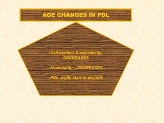 AGE CHANGES IN PDL
•Cell number & cell activity-
DECREASES
•Vascularity – DECREASES
•PDL width start to dwindle
 