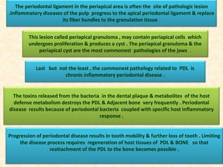 The periodontal ligament in the periapical area is often the site of pathologic lesion
.Inflammatory diseases of the pulp progress to the apical periodontal ligament & replace
its fiber bundles to the granulation tissue .
This lesion called periapical granuloma , may contain periapical cells which
undergoes proliferation & produces a cyst . The periapical granuloma & the
periapical cyst are the most commonest pathologies of the jaws .
Last but not the least , the commonest pathology related to PDL is
chronic inflammatory periodontal disease .
The toxins released from the bacteria in the dental plaque & metabolites of the host
defense metabolism destroys the PDL & Adjacent bone very frequently . Periodontal
disease results because of periodontal bacteria coupled with specific host inflammatory
response .
Progression of periodontal disease results in tooth mobility & further loss of tooth . Limiting
the disease process requires regeneration of host tissues of PDL & BONE so that
reattachment of the PDL to the bone becomes possible .
 