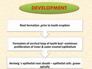 .
Hertwig ‘s epithelial root sheath – epithelial cells grows
apically
Formation of cervical loop of tooth bud –continues
proliferation of inner & outer enamel epithelium
Root formation ,prior to tooth eruption
DEVELOPMENT
 