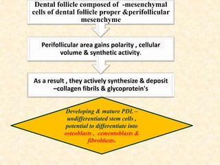 As a result , they actively synthesize & deposit
–collagen fibrils & glycoprotein's
Perifollicular area gains polarity , cellular
volume & synthetic activity.
Dental follicle composed of -mesenchymal
cells of dental follicle proper &perifollicular
mesenchyme
Developing & mature PDL –
undifferentiated stem cells ,
potential to differentiate into
osteoblasts , cementoblasts &
fibroblasts.
 