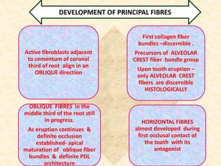 Active fibroblasts adjacent
to cementum of coronal
third of root align in an
OBLIQUE direction
First collagen fiber
bundles –discernible .
Precursors of ALVEOLAR
CREST fiber bundle group
Upon tooth eruption –
only ALVEOLAR CREST
fibers are discernible
HISTOLOGICALLY
OBLIQUE FIBRES in the
middle third of the root still
in progress.
As eruption continues &
definite occlusion
established- apical
maturation of oblique fiber
bundles & definite PDL
architecture
HORIZONTAL FIBRES
almost developed during
first occlusal contact of
the tooth with its
antagonist
DEVELOPMENT OF PRINCIPAL FIBRES
 