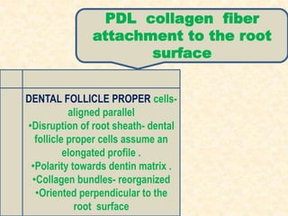 DENTAL FOLLICLE PROPER cells-
aligned parallel
•Disruption of root sheath- dental
follicle proper cells assume an
elongated profile .
•Polarity towards dentin matrix .
•Collagen bundles- reorganized
•Oriented perpendicular to the
root surface
PDL collagen fiber
attachment to the root
surface
 