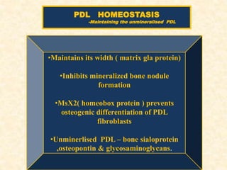 •Maintains its width ( matrix gla protein)
•Inhibits mineralized bone nodule
formation
•MsX2( homeobox protein ) prevents
osteogenic differentiation of PDL
fibroblasts
•Unminerlised PDL – bone sialoprotein
,osteopontin & glycosaminoglycans.
PDL HOMEOSTASIS
-Maintaining the unmineralised PDL
 