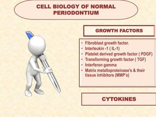 GROWTH FACTORS
• Fibroblast growth factor.
• Interleukin -1 ( IL-1)
• Platelet derived growth factor ( PDGF)
• Transforming growth factor ( TGF)
• Interferon gamma
• Matrix metalloproteinase's & their
tissue inhibitors (MMP’s)
CYTOKINES
CELL BIOLOGY OF NORMAL
PERIODONTIUM
 