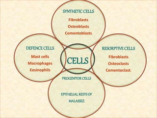 CELLS
SYNTHETICCELLS
Fibroblasts
Osteoblasts
Cementoblasts
RESORPTIVECELLS
Fibroblasts
Osteoclasts
Cementoclasts
PROGENITORCELLS
EPITHELIALRESTSOF
MALASSEZ
DEFENCECELLS
Mast cells
Macrophages
Eosinophils
 