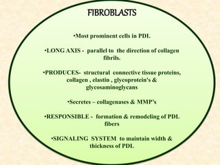 FIBROBLASTS
•Most prominent cells in PDL
•LONG AXIS - parallel to the direction of collagen
fibrils.
•PRODUCES- structural connective tissue proteins,
collagen , elastin , glycoprotein's &
glycosaminoglycans
•Secretes – collagenases & MMP’s
•RESPONSIBLE - formation & remodeling of PDL
fibers
•SIGNALING SYSTEM to maintain width &
thickness of PDL
 