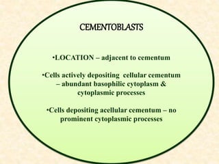 CEMENTOBLASTS
•LOCATION – adjacent to cementum
•Cells actively depositing cellular cementum
– abundant basophilic cytoplasm &
cytoplasmic processes
•Cells depositing acellular cementum – no
prominent cytoplasmic processes
 