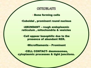 OSTEOBLASTS
• Bone forming cells
•Cuboidal , prominent round nucleus
•ABUNDANT – rough endoplasmic
reticulum , mitochondria & vesicles
•Cell appear basophilic due to the
presence of abundant RER.
•Microfilaments – Prominent
•CELL CONTACT- desmosomes,
cytoplasmic processes & tight junctions.
 