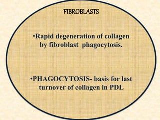 FIBROBLASTS
•Rapid degeneration of collagen
by fibroblast phagocytosis.
•PHAGOCYTOSIS- basis for last
turnover of collagen in PDL
 