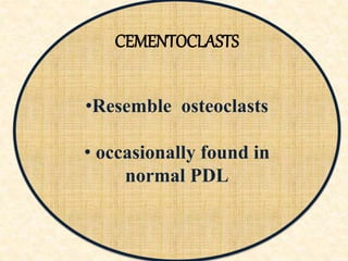 CEMENTOCLASTS
•Resemble osteoclasts
• occasionally found in
normal PDL
 
