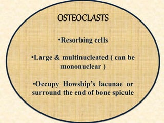 OSTEOCLASTS
•Resorbing cells
•Large & multinucleated ( can be
mononuclear )
•Occupy Howship’s lacunae or
surround the end of bone spicule
 