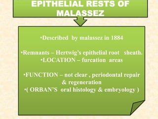 •Described by malassez in 1884
•Remnants – Hertwig’s epithelial root sheath.
•LOCATION – furcation areas
•FUNCTION – not clear , periodontal repair
& regeneration
•( ORBAN’S oral histology & embryology )
 