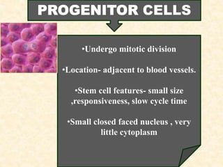 •Undergo mitotic division
•Location- adjacent to blood vessels.
•Stem cell features- small size
,responsiveness, slow cycle time
•Small closed faced nucleus , very
little cytoplasm
CELLS
 