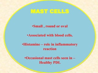MAST CELLS
•Small , round or oval
•Associated with blood cells.
•Histamine – role in inflammatory
reaction
•Occasional mast cells seen in –
Healthy PDL
 