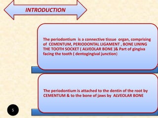 INTRODUCTION
The periodontium is a connective tissue organ, comprising
of CEMENTUM, PERIODONTAL LIGAMENT , BONE LINING
THE TOOTH SOCKET ( ALVEOLAR BONE )& Part of gingiva
facing the tooth ( dentogingival junction)
The periodontium is attached to the dentin of the root by
CEMENTUM & to the bone of jaws by ALVEOLAR BONE
5
 