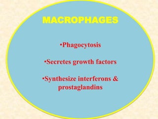 MACROPHAGES
•Phagocytosis
•Secretes growth factors
•Synthesize interferons &
prostaglandins
 