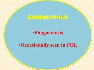 EOSINOPHILS
•Phagocytosis
•Occasionally seen in PDL
 