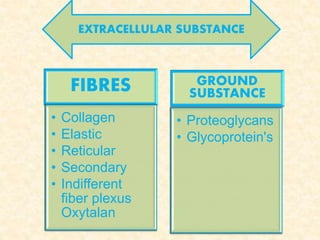 FIBRES
• Collagen
• Elastic
• Reticular
• Secondary
• Indifferent
fiber plexus
Oxytalan
GROUND
SUBSTANCE
• Proteoglycans
• Glycoprotein's
EXTRACELLULAR SUBSTANCE
 