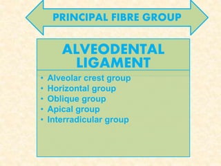 ALVEODENTAL
LIGAMENT
• Alveolar crest group
• Horizontal group
• Oblique group
• Apical group
• Interradicular group
PRINCIPAL FIBRE GROUP
 