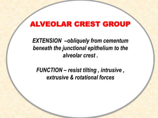 ALVEOLAR CREST GROUP
EXTENSION –obliquely from cementum
beneath the junctional epithelium to the
alveolar crest .
FUNCTION – resist tilting , intrusive ,
extrusive & rotational forces
 