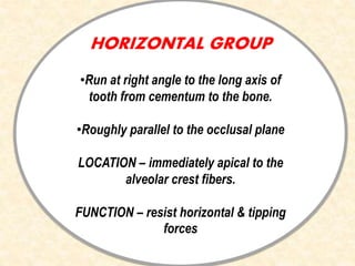 HORIZONTAL GROUP
•Run at right angle to the long axis of
tooth from cementum to the bone.
•Roughly parallel to the occlusal plane
LOCATION – immediately apical to the
alveolar crest fibers.
FUNCTION – resist horizontal & tipping
forces
 