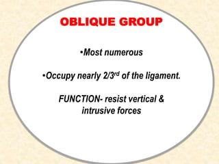 OBLIQUE GROUP
•Most numerous
•Occupy nearly 2/3rd of the ligament.
FUNCTION- resist vertical &
intrusive forces
 