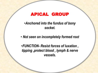 APICAL GROUP
•Anchored into the fundus of bony
socket.
• Not seen on incompletely formed root
•FUNCTION- Resist forces of luxation ,
tipping ,protect blood , lymph & nerve
vessels.
 