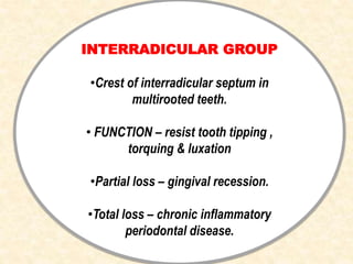 INTERRADICULAR GROUP
•Crest of interradicular septum in
multirooted teeth.
• FUNCTION – resist tooth tipping ,
torquing & luxation
•Partial loss – gingival recession.
•Total loss – chronic inflammatory
periodontal disease.
 