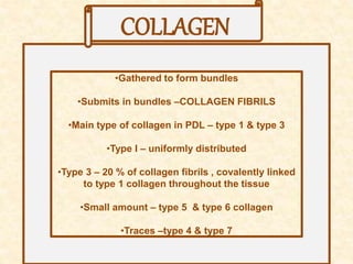 •Gathered to form bundles
•Submits in bundles –COLLAGEN FIBRILS
•Main type of collagen in PDL – type 1 & type 3
•Type I – uniformly distributed
•Type 3 – 20 % of collagen fibrils , covalently linked
to type 1 collagen throughout the tissue
•Small amount – type 5 & type 6 collagen
•Traces –type 4 & type 7
COLLAGEN
 