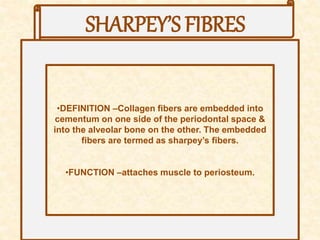 SHARPEY’S FIBRES
•DEFINITION –Collagen fibers are embedded into
cementum on one side of the periodontal space &
into the alveolar bone on the other. The embedded
fibers are termed as sharpey’s fibers.
•FUNCTION –attaches muscle to periosteum.
 