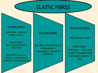 ELASTINFIBERS
LOCATION – afferent
blood vessels.
Microfibrillar
component-ELASTIN
PROTEIN
CONTENTS –glycine,
proline , hydrophobic
residues( hydroxyproline)
ELAUNINFIBERS
Bundles of micro fibrils
embedded in
amorphous –ELASTIN
PROTEIN.
OXYTALANFIBERS
DIRECTION- Axial
FUNCTION –
Unknown , may play
a part in supporting
the blood vessels of
PDL
ELASTIC FIBRES
 