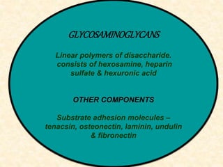 GLYCOSAMINOGLYCANS
Linear polymers of disaccharide.
consists of hexosamine, heparin
sulfate & hexuronic acid
OTHER COMPONENTS
Substrate adhesion molecules –
tenacsin, osteonectin, laminin, undulin
& fibronectin
 