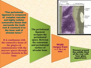 “The periodontal
ligament is composed
of complex vascular
and highly cellular
connective tissue that
surrounds the tooth
root & connects it to
the inner wall of
alveolar bone.”
It is continuous with
the connective tissue of
the gingiva &
communicates with the
marrow spaces through
vascular channels in the
bone
The periodontal
ligament
occupies the
periodontal
space. Between
the cementum
and periodontal
surface of
alveolar bone.
Width
ranges from
0.15 to 0.38
mm
Thinnest around
the middle third
of the root with
hour glass
appearance.
 
