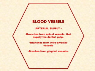 BLOOD VESSELS
•ARTERIAL SUPPLY –
•Branches from apical vessels that
supply the dental pulp.
•Branches from intra-alveolar
vessels
•Braches from gingival vessels.
 