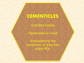 CEMENTICLES
•Calcified bodies
•
•Spheroidal or ovoid
•Embedded to the
cementum or lying free
within PDL
 