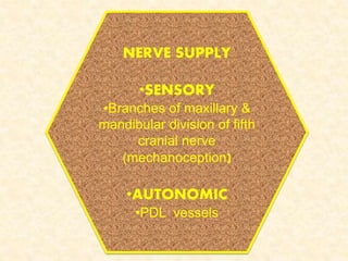 NERVE SUPPLY
•SENSORY
•Branches of maxillary &
mandibular division of fifth
cranial nerve
(mechanoception)
•AUTONOMIC
•PDL vessels
 