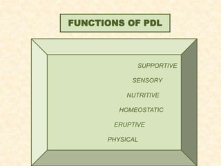 SUPPORTIVE
SENSORY
NUTRITIVE
HOMEOSTATIC
ERUPTIVE
PHYSICAL
FUNCTIONS OF PDL
 