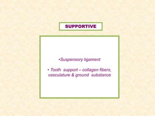 •Suspensory ligament
• Tooth support – collagen fibers,
vasculature & ground substance
SUPPORTIVE
 