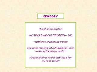 SENSORY
•Mechanoreception
•ACTING BINDING PROTEIN – 280
• reinforce membrane cortex
•Increase strength of cytoskeleton links
to the extracellular matrix
•Desensitizing stretch activated ion
channel activity
 