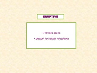 ERUPTIVE
•Provides space
• Medium for cellular remodeling
 