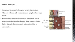Ultra structure & function of PDL | PPTX