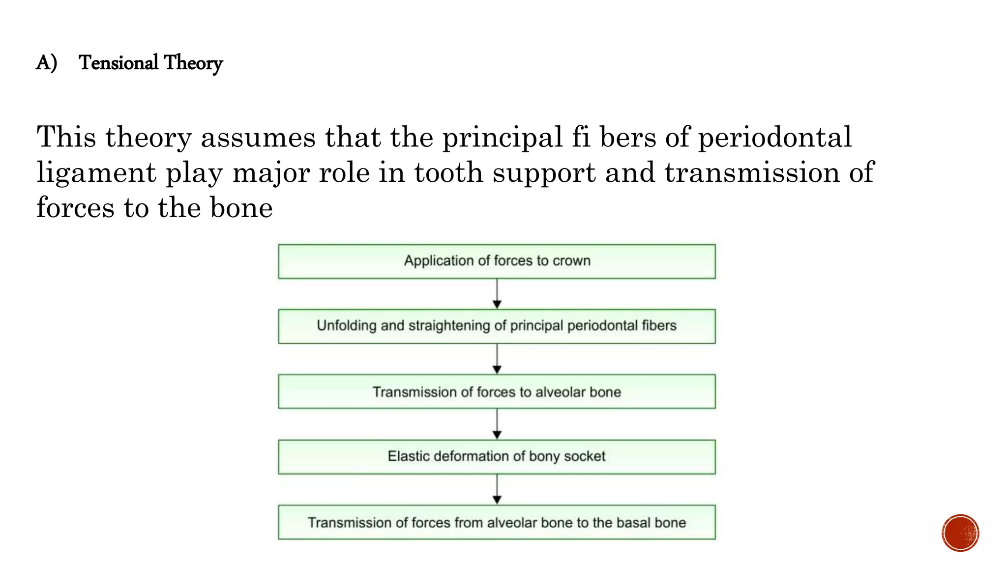 A) Tensional Theory
This theory assumes that the principal fi bers of periodontal
ligament play major role in tooth support and transmission of
forces to the bone
 