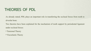 PERIODONTAL LIGAMENT - Development, Principal Fibres, Functions, Blood ...