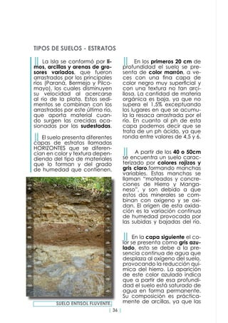 | 36 |
││ La Isla se conformó por li-
mos, arcillas y arenas de gro-
sores variados, que fueron
arrastrados por los principales
ríos (Paraná, Bermejo y Pilco-
mayo), los cuales disminuyen
su velocidad al acercarse
al rio de la plata. Estos sedi-
mentos se combinan con los
arrastrados por este último río,
que aporta material cuan-
do surgen las crecidas oca-
sionadas por las sudestadas.
││ El suelo presenta diferentes
capas de estratos llamadas
HORIZONTES que se diferen-
cian en color y textura depen-
diendo del tipo de materiales
que lo forman y del grado
de humedad que contienen.
TIPOS DE SUELOS - ESTRATOS
││ En los primeros 20 cm de
profundidad el suelo se pre-
senta de color marrón, a ve-
ces con una fina capa de
color negro muy superficial y
con una textura no tan arci-
llosa. La cantidad de materia
orgánica es baja, ya que no
supera el 1,5% exceptuando
los lugares en que se acumu-
la la resaca arrastrada por el
río. En cuanto al ph de esta
capa podemos decir que se
trata de un ph ácido, ya que
ronda entre valores de 4,5 y 6.
││ A partir de los 40 o 50cm
se encuentra un suelo carac-
terizado por colores rojizos y
gris claro,formando manchas
variables. Estas manchas se
llaman “moteados y concre-
ciones de Hierro y Manga-
neso”, y son debido a que
estos dos minerales se com-
binan con oxigeno y se oxi-
dan. El origen de esta oxida-
ción es la variación continua
de humedad provocada por
las subidas y bajadas del río.
││ En la capa siguiente el co-
lor se presenta como gris azu-
lado, esto se debe a la pre-
sencia continua de agua que
desplaza al oxígeno del suelo,
provocando la reducción quí-
mica del hierro. La aparición
de este color azulado indica
que a partir de esa profundi-
dad el suelo está saturado de
agua en forma permanente.
Su composición es práctica-
mente de arcillas, ya que lasSUELO ENTISOL FLUVENTE.
 