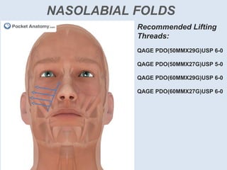 NASOLABIAL FOLDS
Recommended Lifting
Threads:
QAGE PDO(50MMX29G)USP 6-0
QAGE PDO(50MMX27G)USP 5-0
QAGE PDO(60MMX29G)USP 6-0
QAGE PDO(60MMX27G)USP 6-0
 
