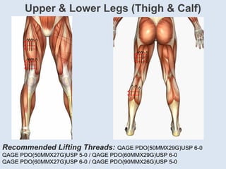 Upper & Lower Legs (Thigh & Calf)
Recommended Lifting Threads: QAGE PDO(50MMX29G)USP 6-0
QAGE PDO(50MMX27G)USP 5-0 / QAGE PDO(60MMX29G)USP 6-0
QAGE PDO(60MMX27G)USP 6-0 / QAGE PDO(90MMX26G)USP 5-0
 