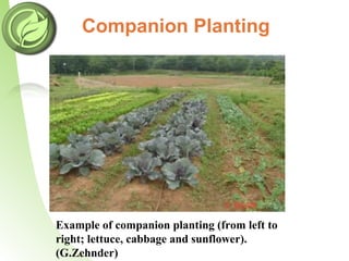 Companion Planting
Example of companion planting (from left to
right; lettuce, cabbage and sunflower).
(G.Zehnder)
 