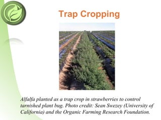 Trap Cropping
Alfalfa planted as a trap crop in strawberries to control
tarnished plant bug. Photo credit: Sean Swezey (University of
California) and the Organic Farming Research Foundation.
 
